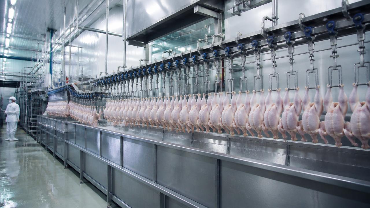 Poultry processing plant chilling line with chicken carcasses — PoultryMatch Group platform